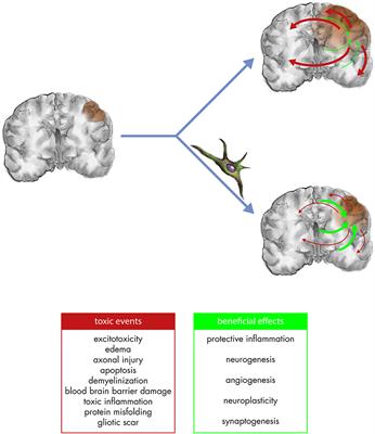 Frontiers Neuroprotection In Traumatic Brain Injury Mesenchymal Stromal Cells Can Potentially